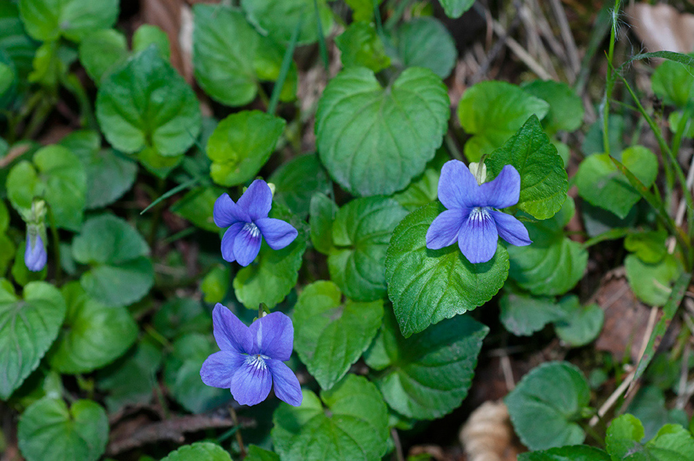 Viola_riviniana_Croham_Hurst