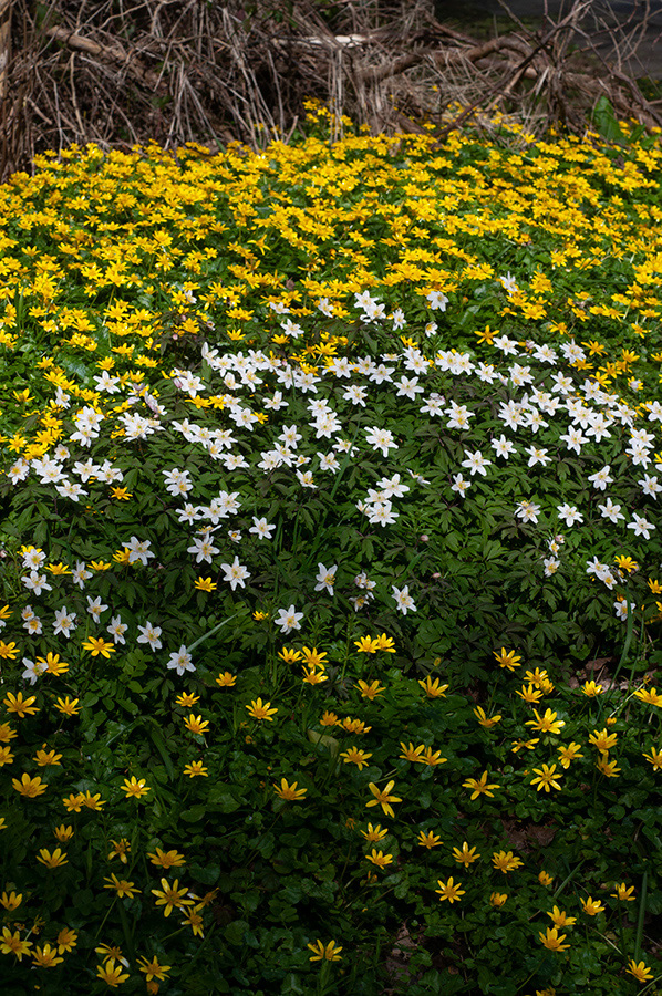 Ranunculus_ficaria_Staffhurst