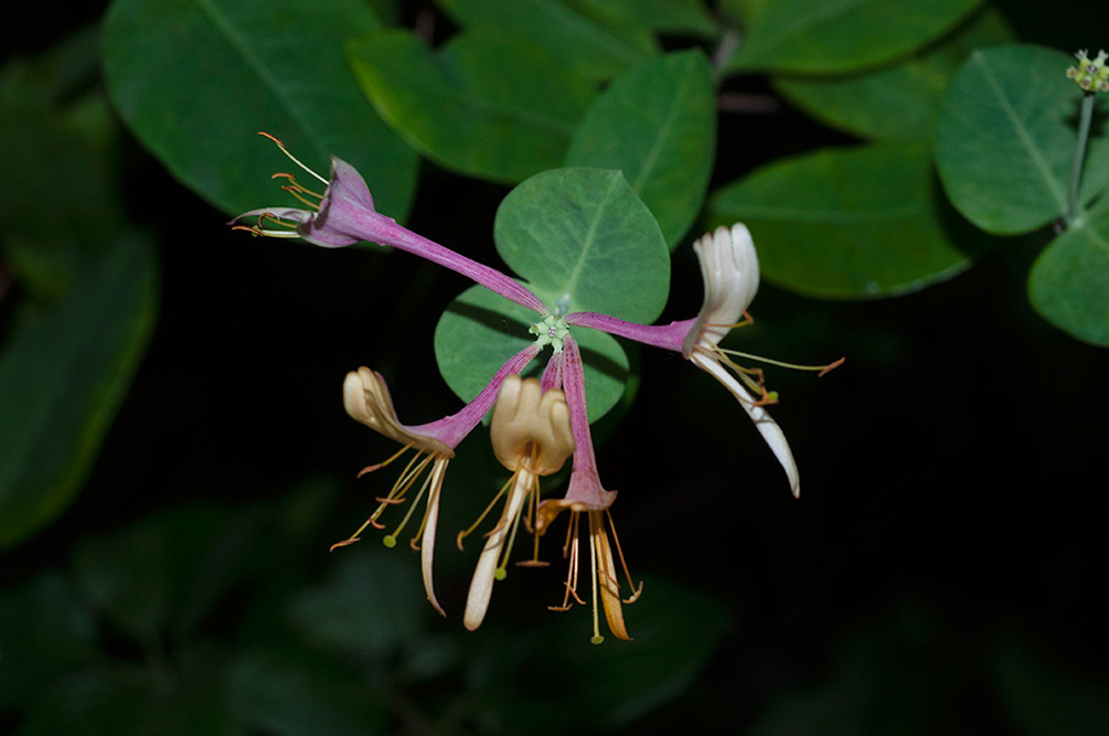 Lonicera_caprifolium_Epsom_Downs