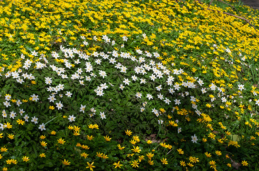 Ranunculus_ficaria_Staffhurst2