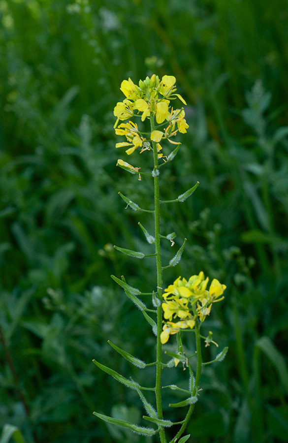 Sinapis alba_Beddington