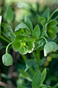 Helleborus_foetidus_Chipstead4