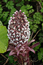 Petasites_hybridus_Wandle