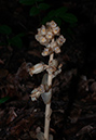 Hypopitys_monotropa_Selsdon