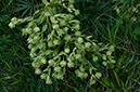 Helleborus_foetidus_Chipstead