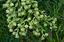 Helleborus_foetidus_Chipstead2