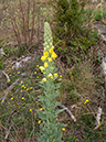 Verbascum_thapsus_Riddlesdown