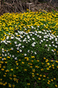 Ranunculus_ficaria_Staffhurst