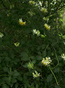 Honeysuckle_Wideangle