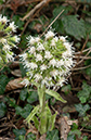 Petasites_albus_Leith_Hill