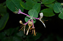 Lonicera_caprifolium_Epsom_Downs