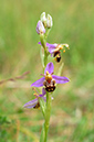 Ophrys_apifera_Chipstead