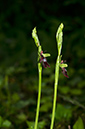 Ophrys_insectifera_Coulsdon