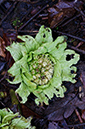 Petasites_japonicus_Abinger_Bottom