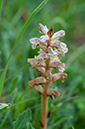 Orobanche_ minor_Howell_Hill