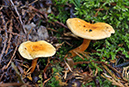 Hygrophoropsis_aurantiaca_LP0490_26_Chantries