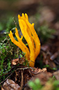 Calocera_viscosa_LP0490_35_Chantries