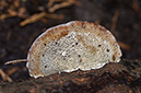 Daedaleopsis_confragosa_LP0490_14_Chantries