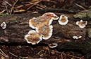 Stereum_rugosum_LP0490_15_Chantries