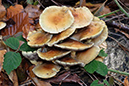 Armillaria_mellea_LP0490_38_Chantries