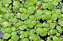 Greater_Duckweed_LP0414_30_Crystal_Palace