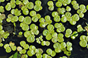 Greater_Duckweed_LP0414_18_Crystal_Palace