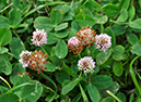 Strawberry_Clover_LP0414_15_Crystal_Palace
