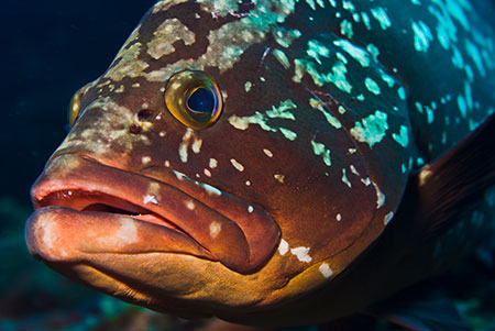 Dusky_grouper_L2127_06_El_Hierro