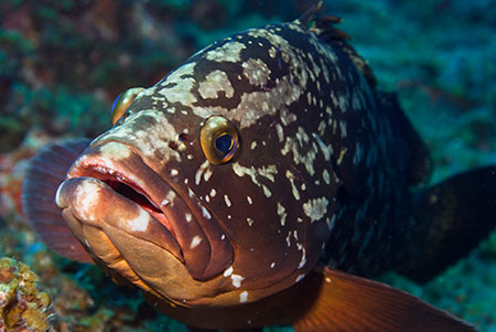 Dusky_grouper_L2127_11_El_Hierro