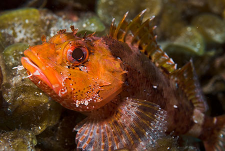Madeira_scorpionfish_L2134_30_El_Hierro