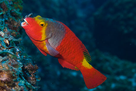 Mediterranean_parrotfish_L2134_26_El_Hierro