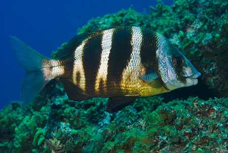 Zebra_seabream_L2129_09_El_Hierro