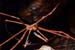 Arrow_crab_L2128_16_El_Hierro