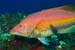 Barred_hogfish_L2129_02_El_Hierro