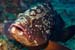 Dusky_grouper_L2127_11_El_Hierro