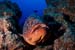 Dusky_grouper_L2132_07_El_Hierro