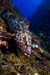 Dusky_grouper_L2136_17_El_Hierro