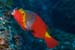 Mediterranean_parrotfish_L2134_26_El_Hierro