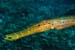 Trumpetfish_L2134_21_El_Hierro