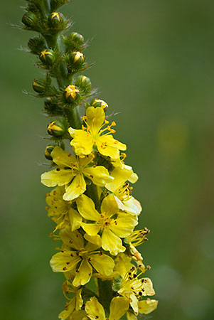 Agrimony_LP0060_47_Penlee