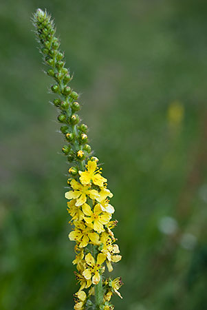 Agrimony_LP0060_52_Penlee