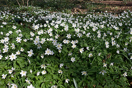 Anemone_Wood_LP0106_08_Staffhurst_Wood