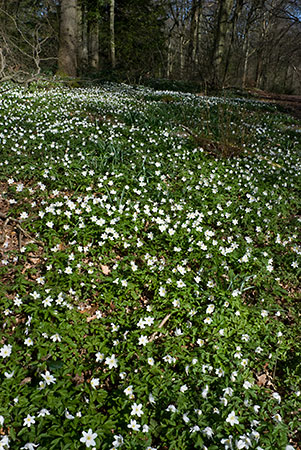 Anemone_Wood_LP0106_12_Staffhurst_Wood