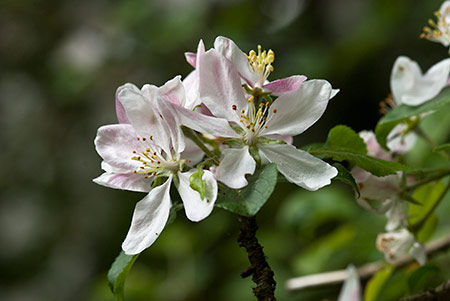 Apple_LP0205_17_Walliswood