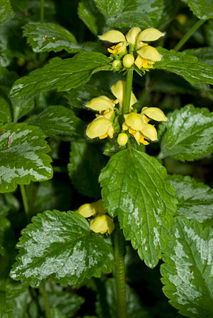 Archangel_Yellow_LP0116_01_Staffhurst_Wood