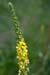 Agrimony_LP0060_52_Penlee