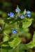 Alkanet_Green_LP0171_08_Send