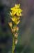 Asphodel_Bog_LP0216_07_Thursley