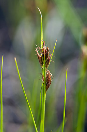 Beak-sedge_Brown_LP0216_18_Thursley