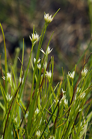 Beak-sedge_White_LP0216_08_Thursley